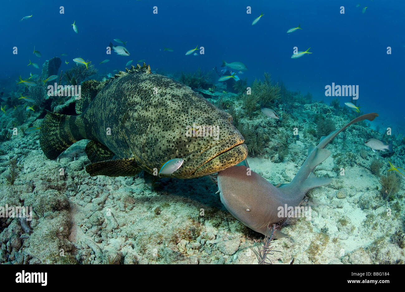 Goliath grouper and nurse shark Stock Photo - Alamy