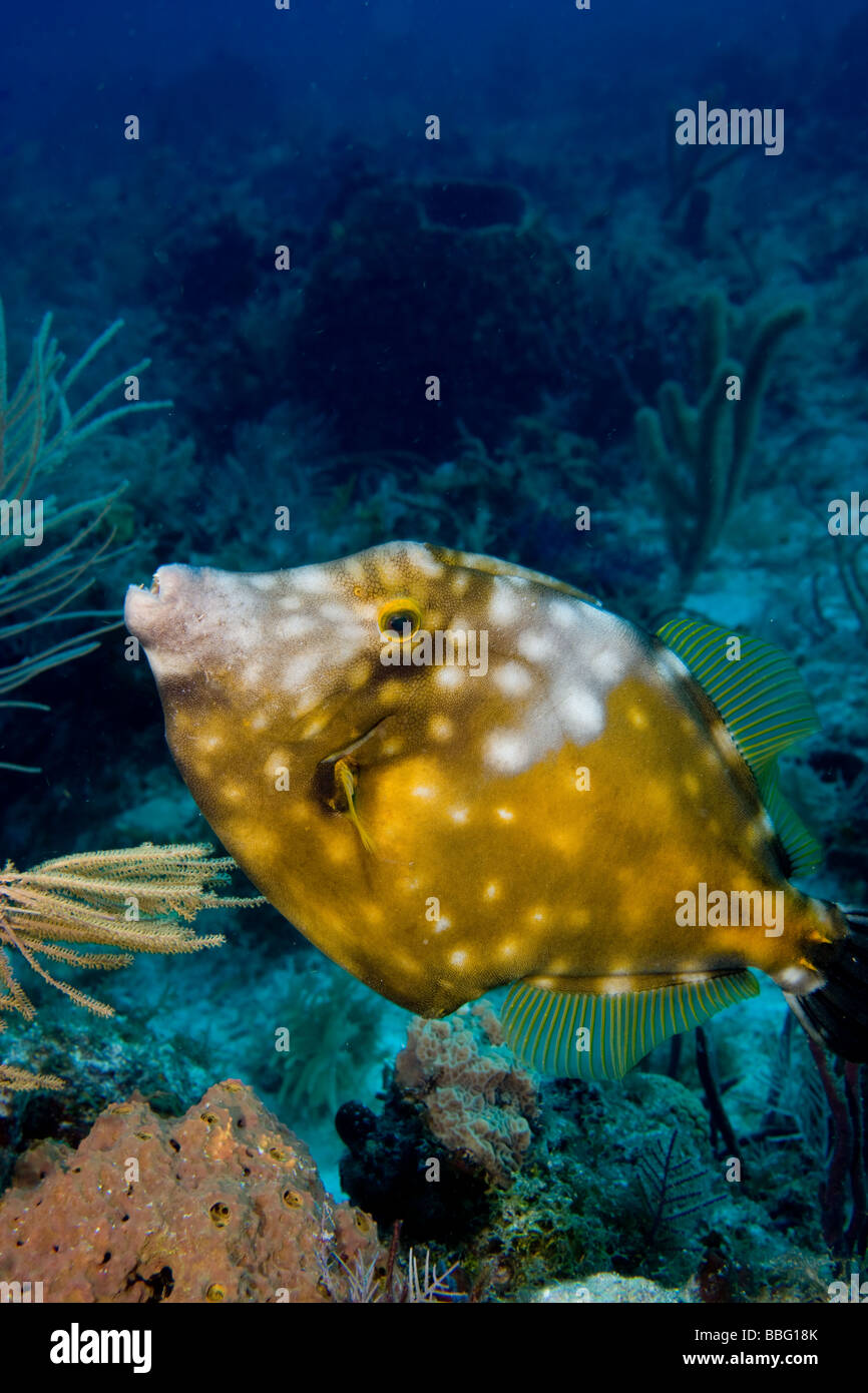Whitespotted filefish. Stock Photo