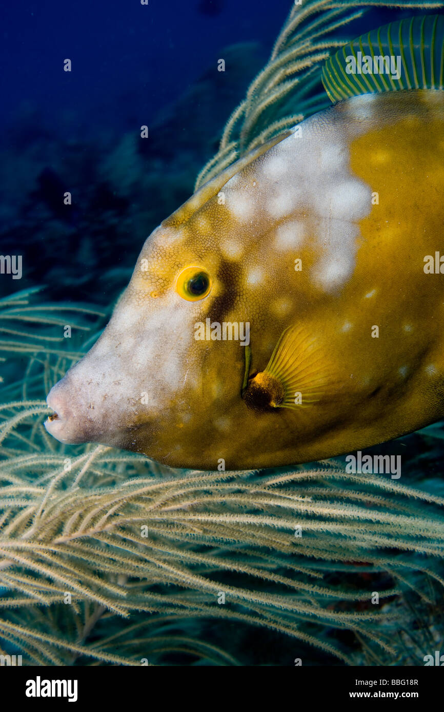 Whitespotted filefish. Stock Photo