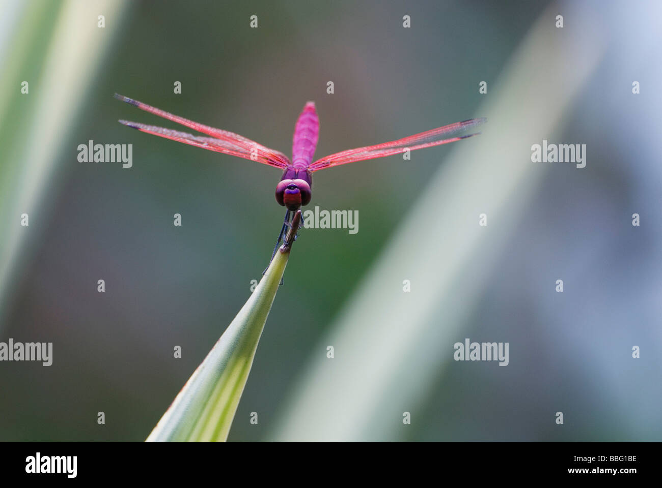 Dragonfly resting on the tip of a leaf Stock Photo - Alamy