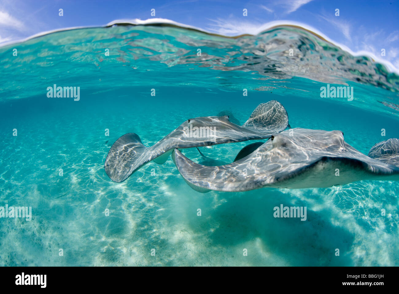 Over/under of stingrays Stock Photo Alamy