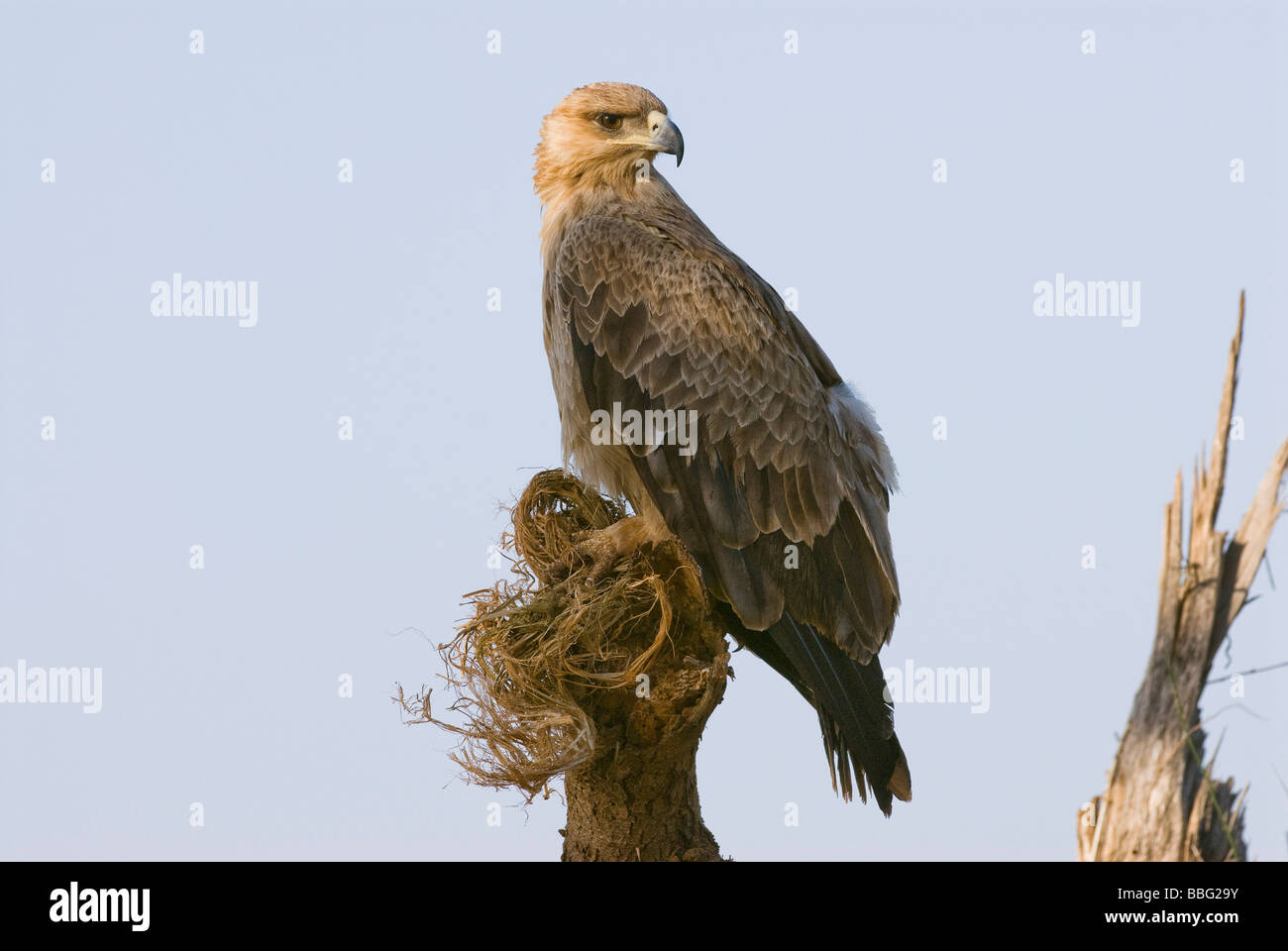 Tawny Eagle, Aquila Rapax, Samburu National Reserve Kenya East Africa 