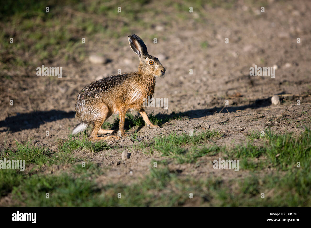 Hare (Lepus europaeus), North Tyrol, Austria, Europe Stock Photo