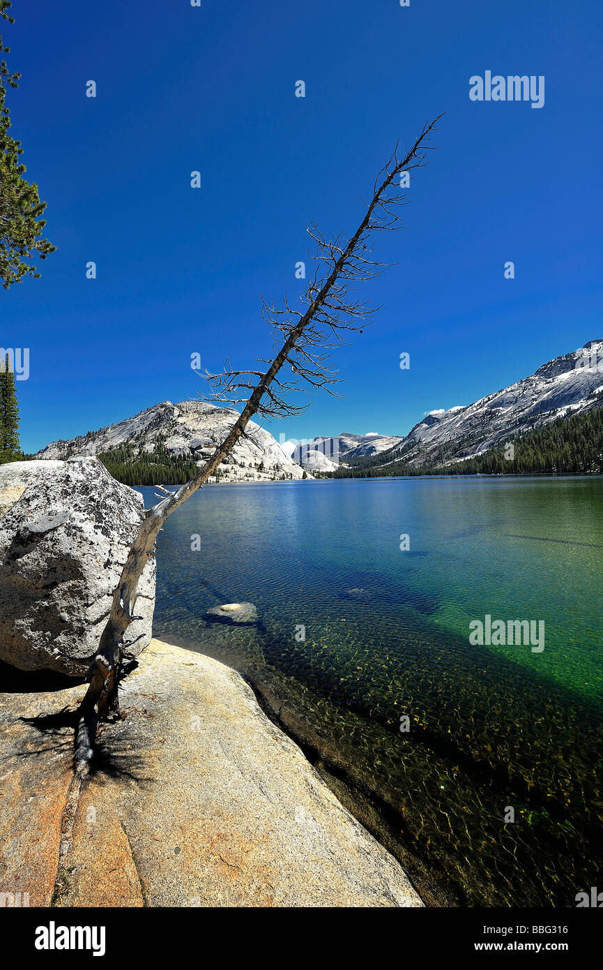 lifeless tree at Tenaya lake Yosemite Stock Photo
