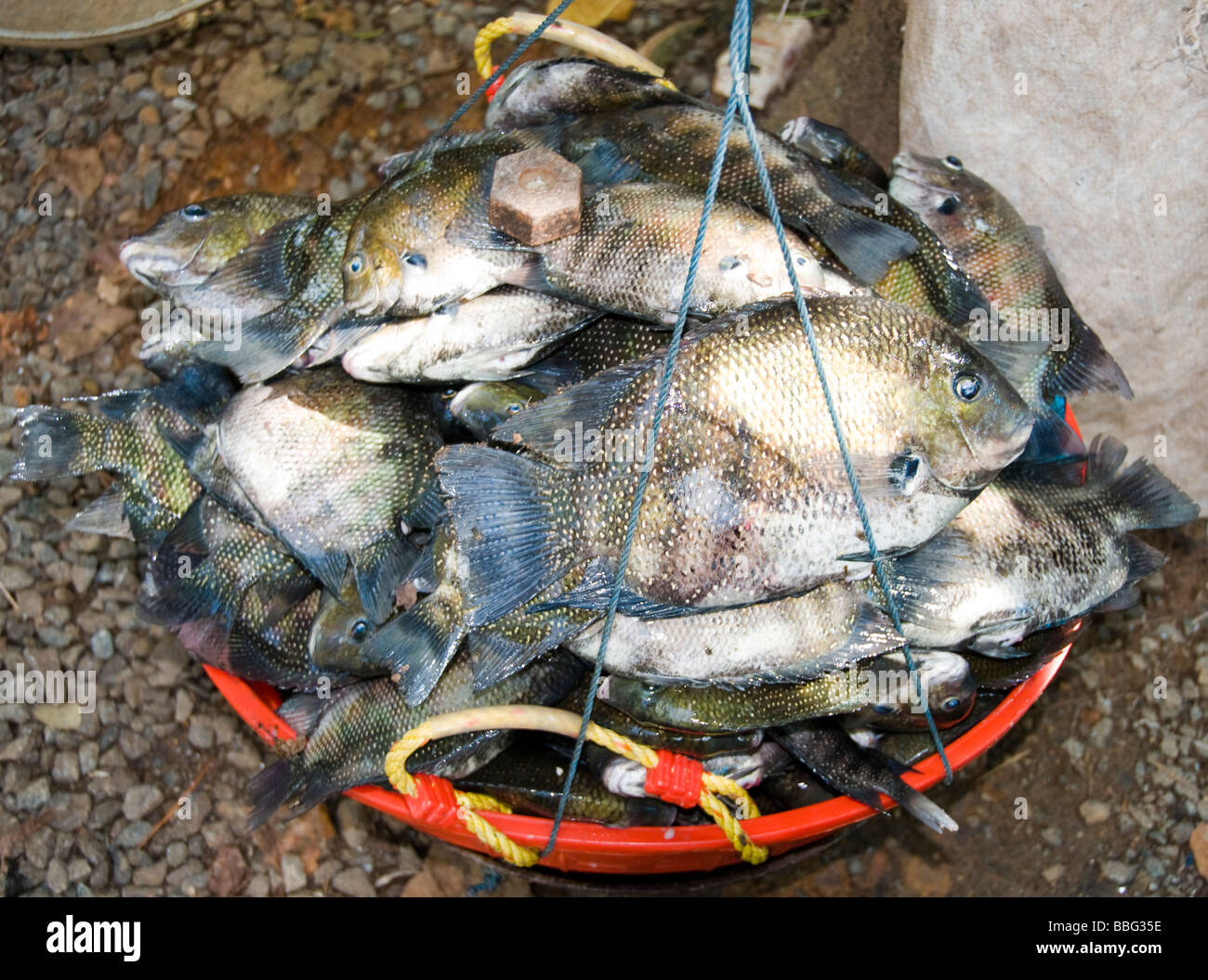 Gillnets hi-res stock photography and images - Alamy