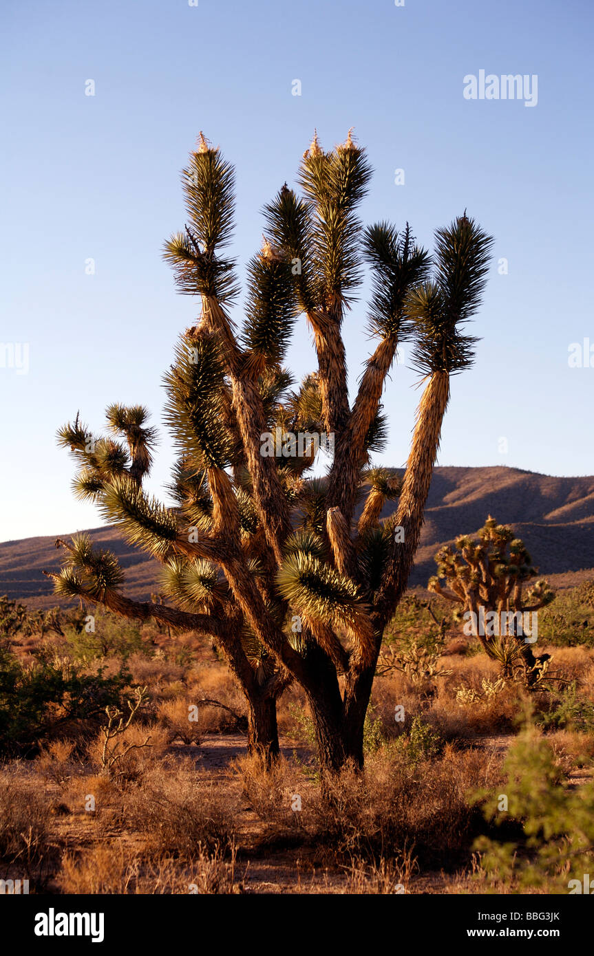 Joshua Tree Arizona Yucca Brevifolia Stock Photo