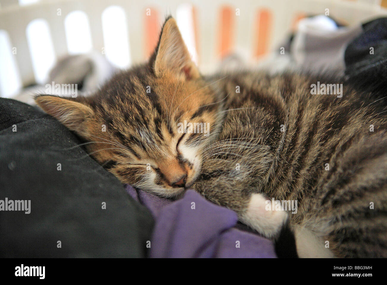 Sleeping Kitten In Laundry Basket Stock Photo