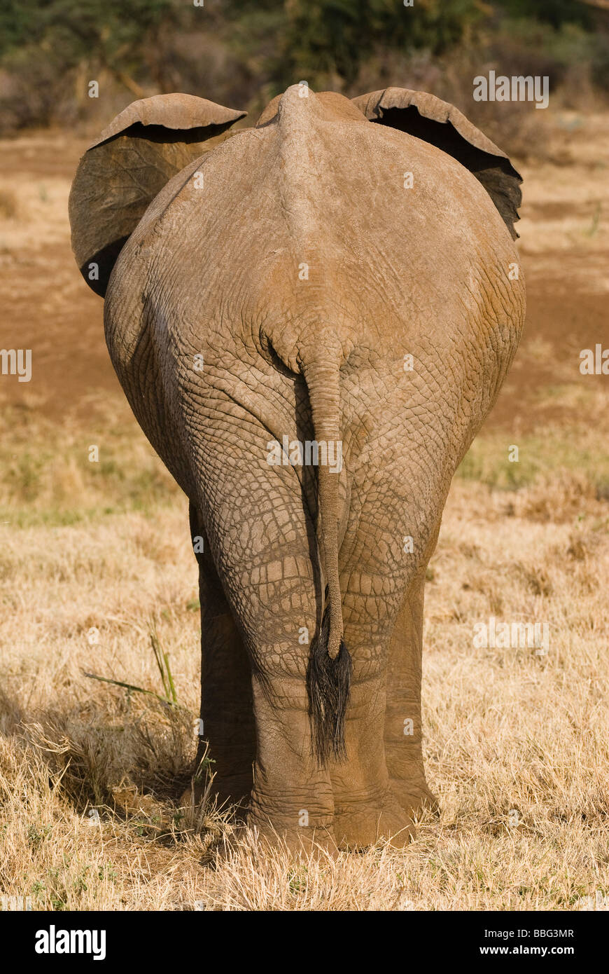African Elephant backside with tail Loxodonta africana SAMBURU NATIONAL