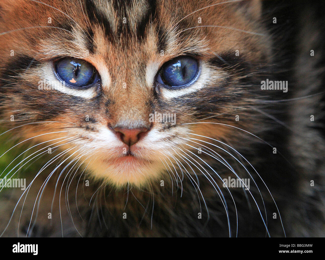 Cats, Kitten Stock Photo