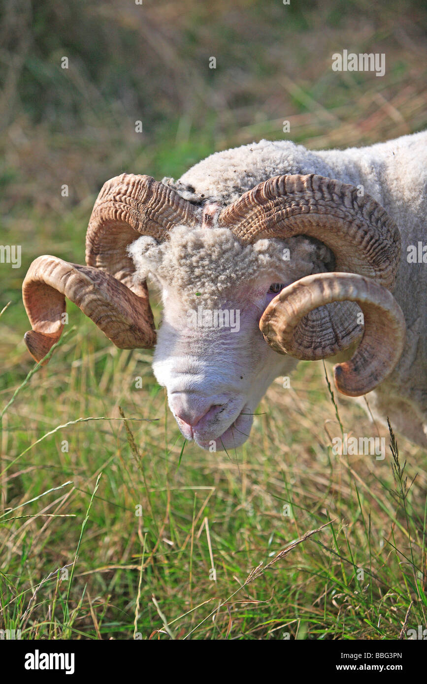 Dorset Horn Ram, Single, Grazing In Field, Kent Stock Photo