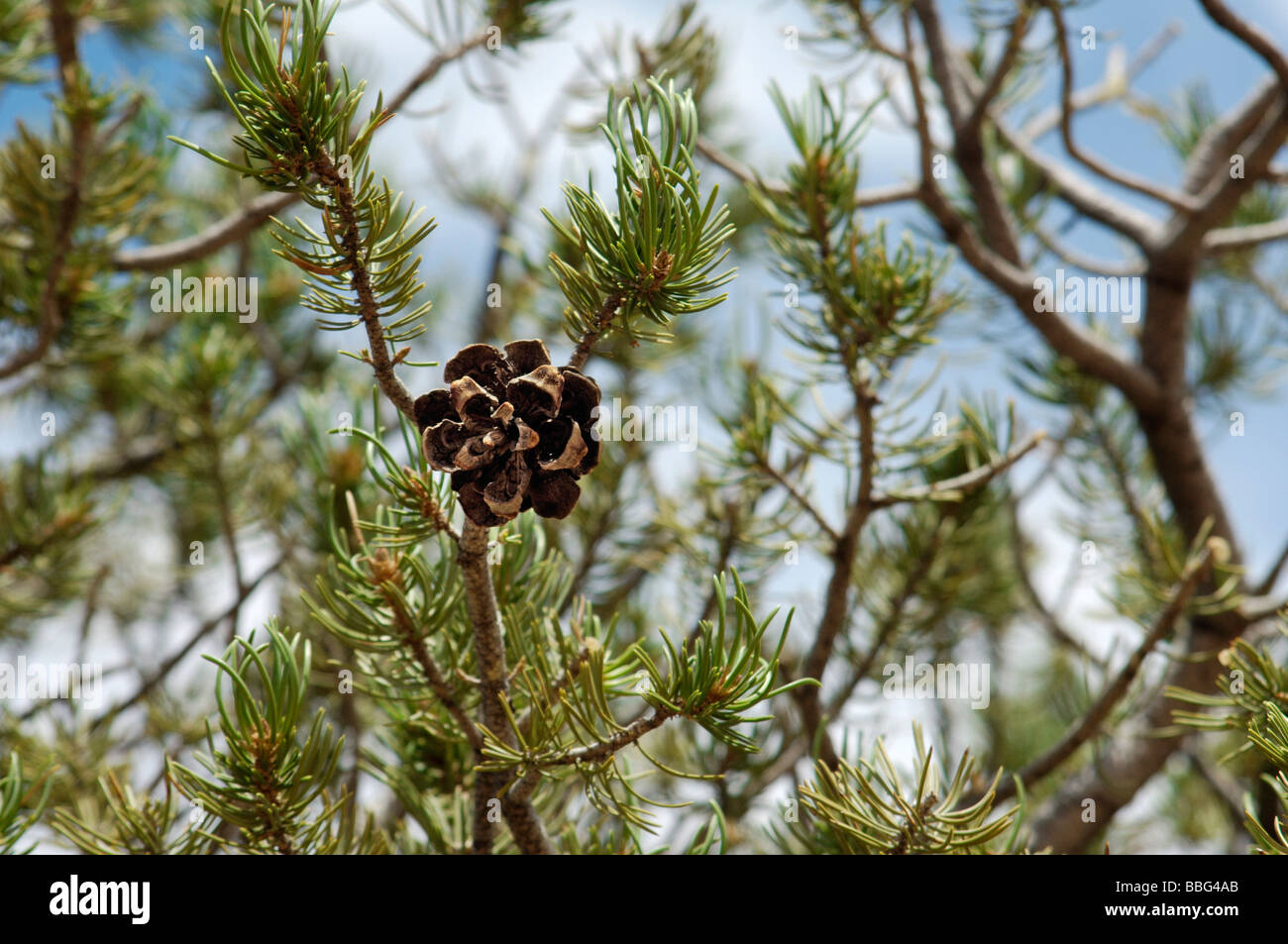 Pinyon pine cone in Canyon de Chelly on the Navajo Nation Reservation Arizona. Digital photograph Stock Photo