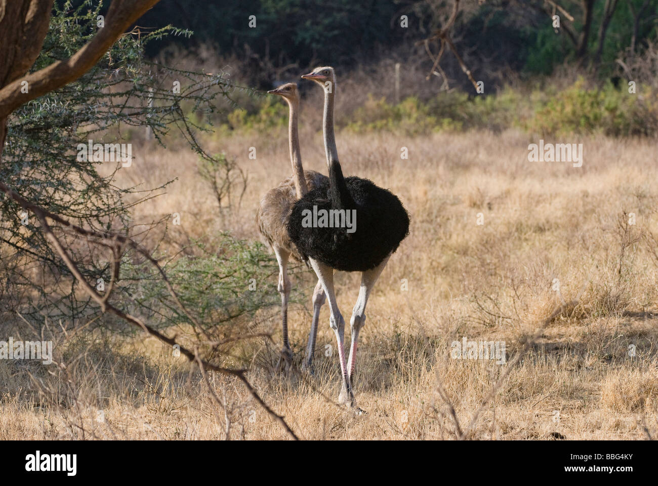 courtship display of Somali Ostrich Struthio camelus molybdophanes SAMBURU NATIONAL RESERVE KENYA East Africa Stock Photo