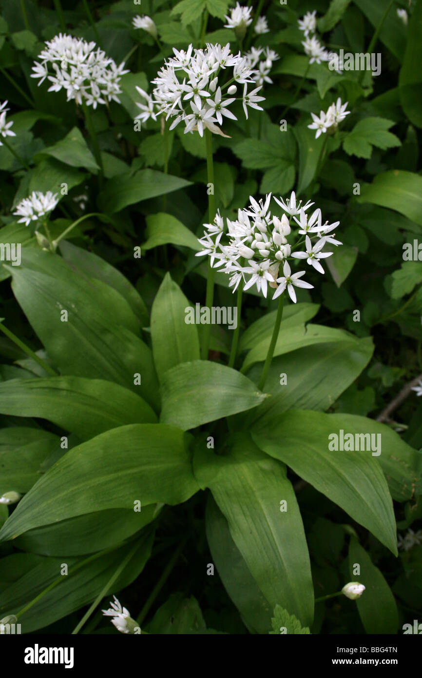 Wild Garlic or Ramsons Allium ursinum In An English Woodland In Spring Stock Photo