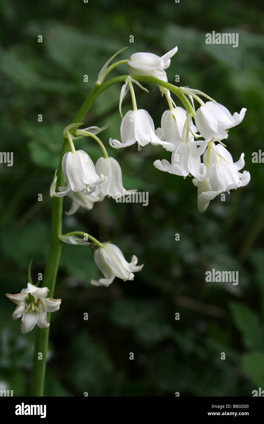 White Form Of Spanish Bluebell Hyacinthoides hispanica Stock Photo