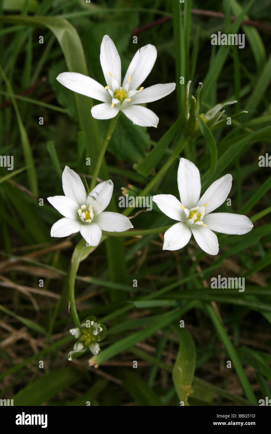 Star-of-Bethlehem Ornithogalum umbellatum Stock Photo