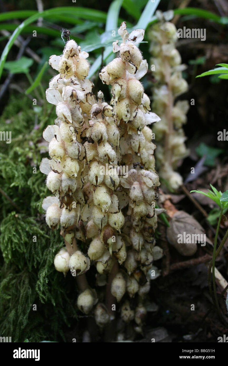 Common Toothwort Lathraea squamaria Stock Photo
