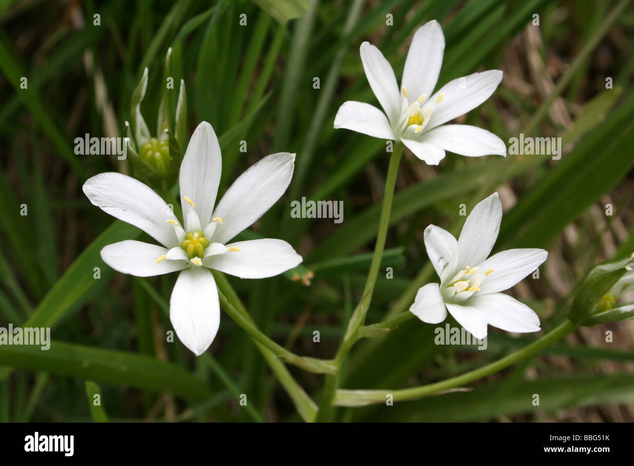 Star-of-Bethlehem Ornithogalum umbellatum Stock Photo