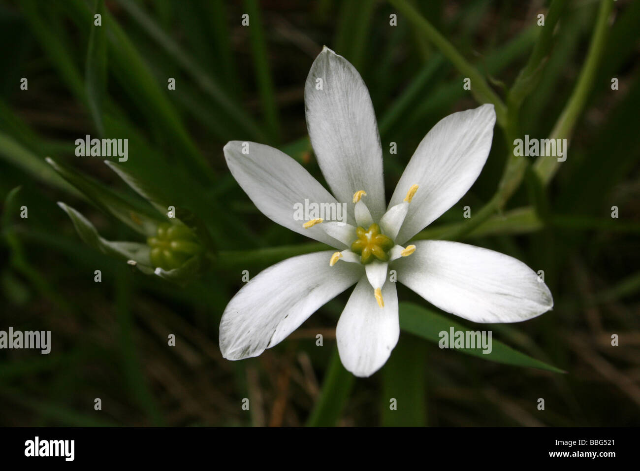 Star-of-Bethlehem Ornithogalum umbellatum Stock Photo