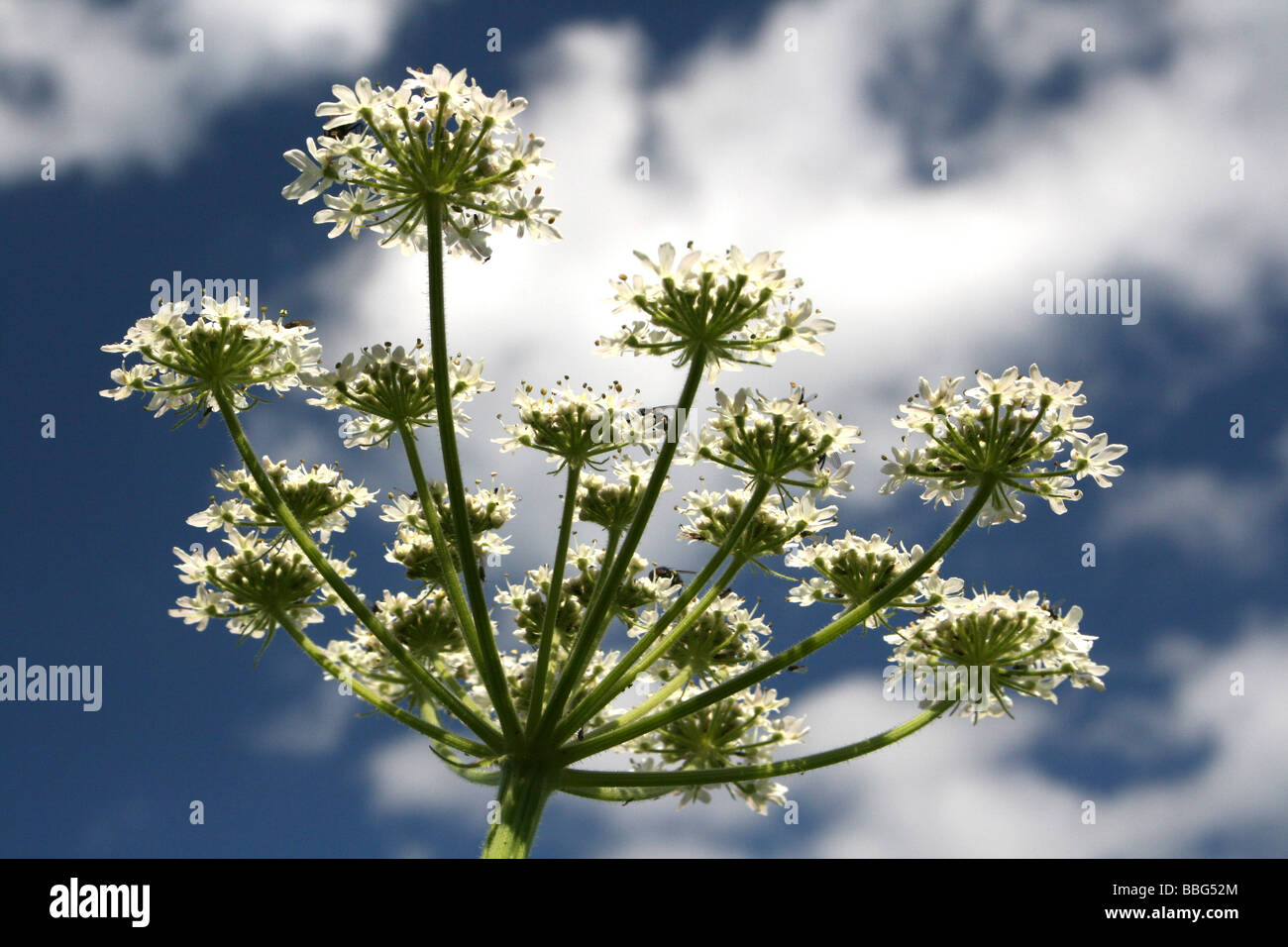 View From Underneath The Flowers Of An Umbellifer Stock Photo