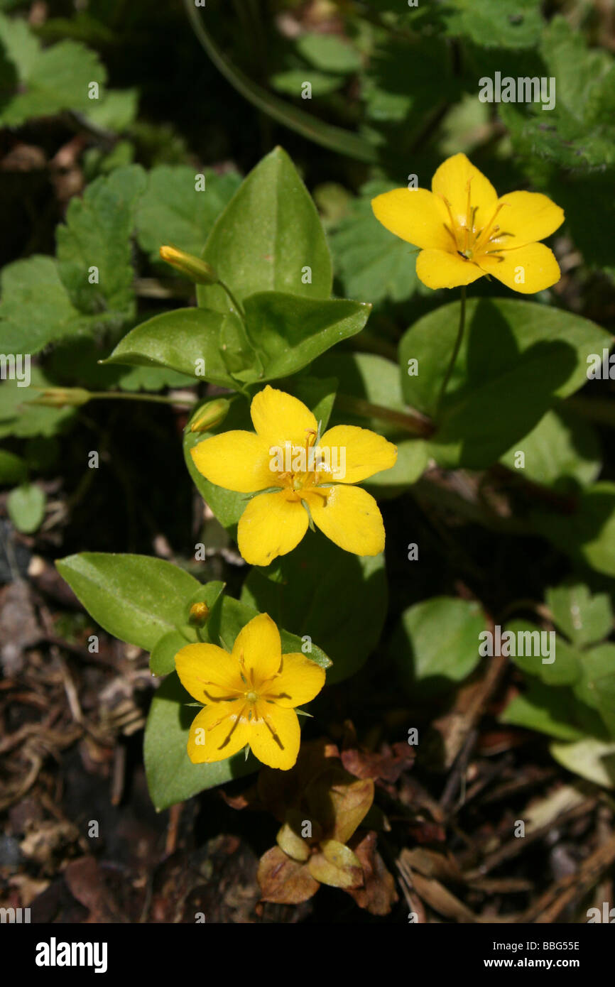 Yellow Pimpernel Lysimachia nemorum Stock Photo