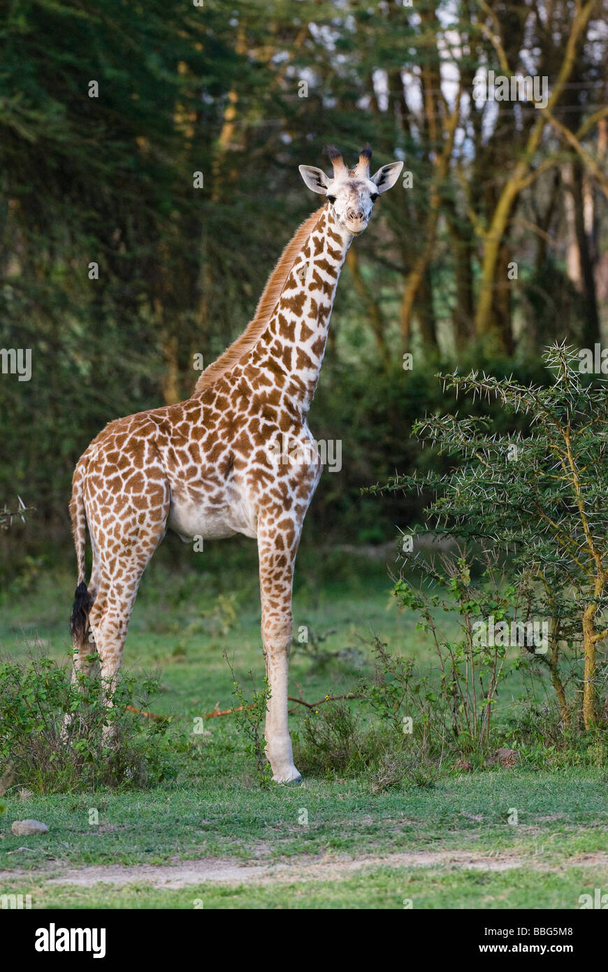 young baby Masai giraffes Giraffa camelopardalis Giraffa camelopardalis ...