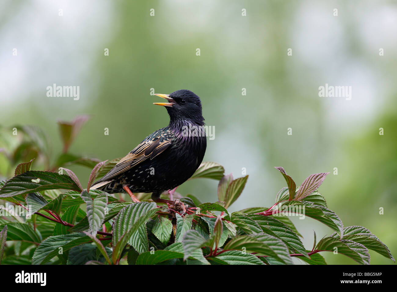 Starling Sturnus vulgaris Stock Photo