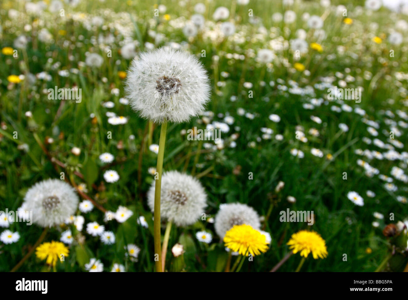 Dandelions in a spring meadow Stock Photo