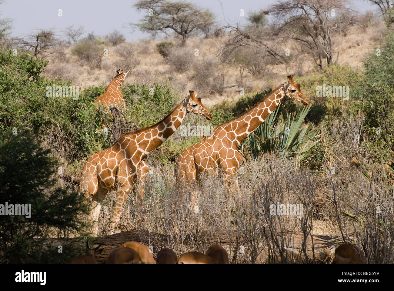 Giraffe Giraffa camelopardalis reticulata SAMBURU NATIONAL RESERVE KENYA East Africa Stock Photo