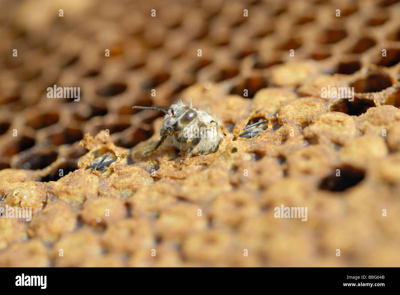 Young Bee (Apis mellifera) hatching from a brood comb, other bees have already opened the cells Stock Photo