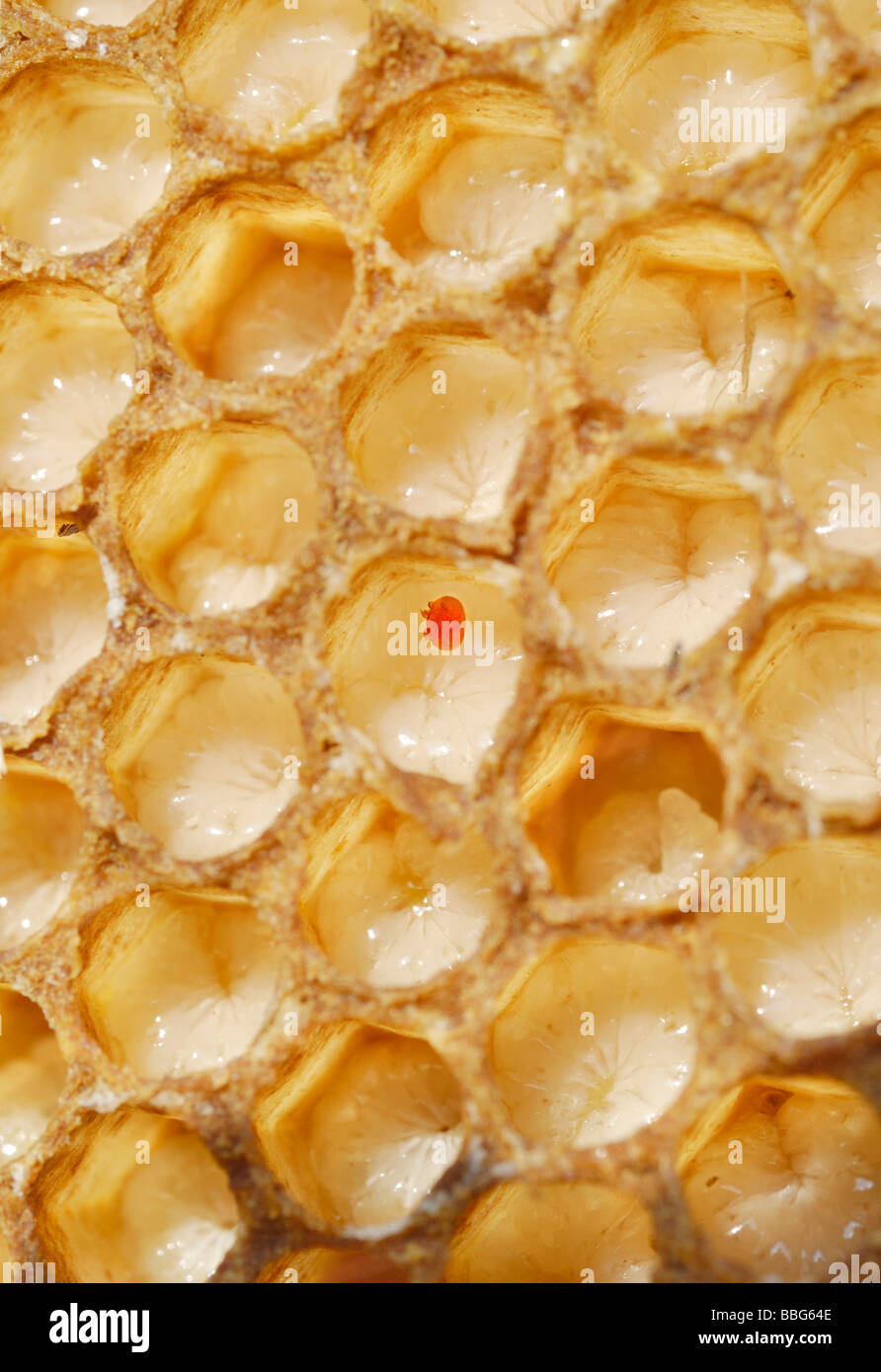 Varroa Mite (Varroa destructor or jacobsoni), a parasite in an unsealed bee brood comb with larvae of drone Bees (Apis mellifer Stock Photo