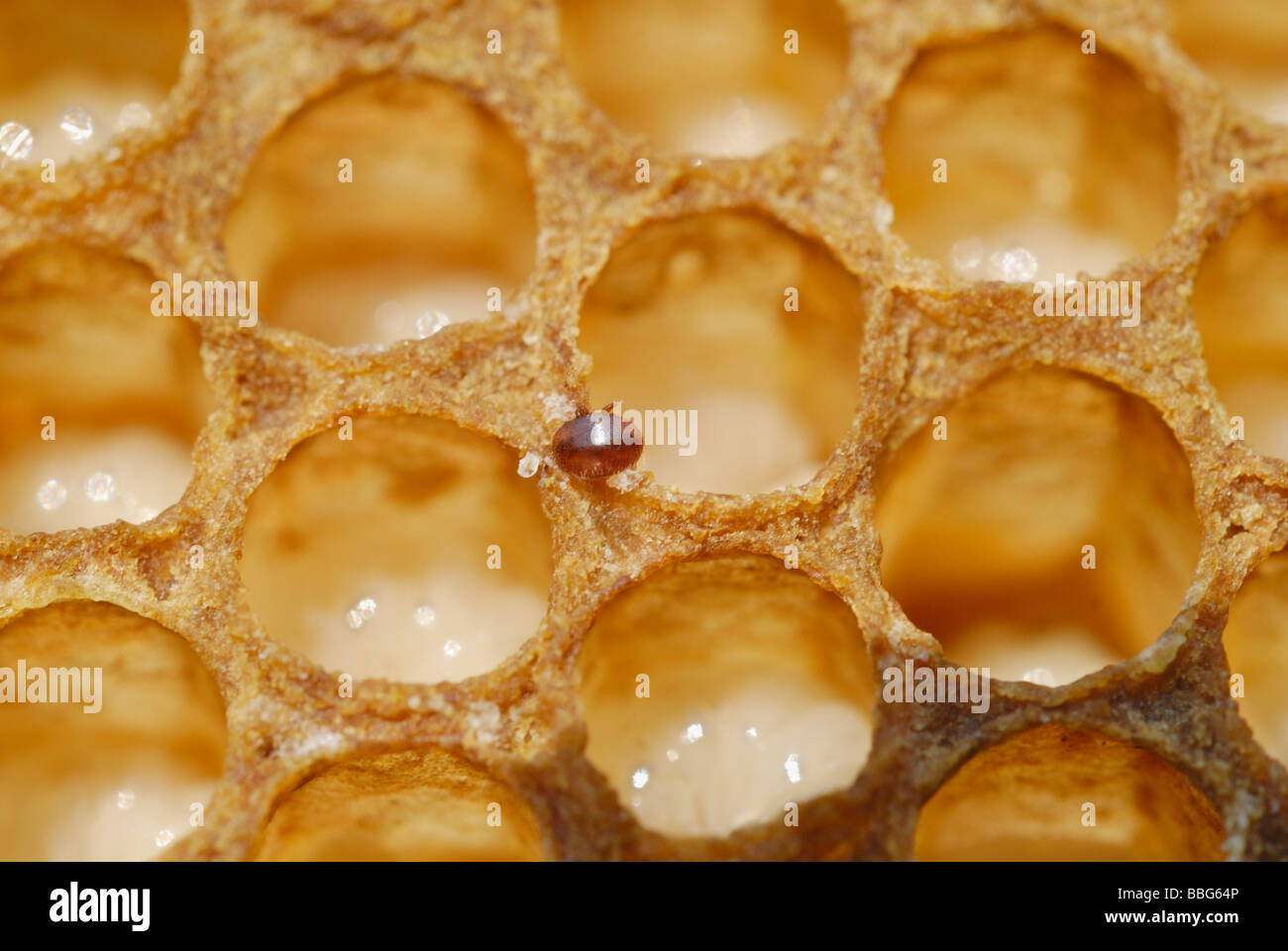 Varroa Mite (Varroa destructor or jacobsoni), a parasite on a bee brood comb with larvae of drone Bees (Apis mellifera) Stock Photo