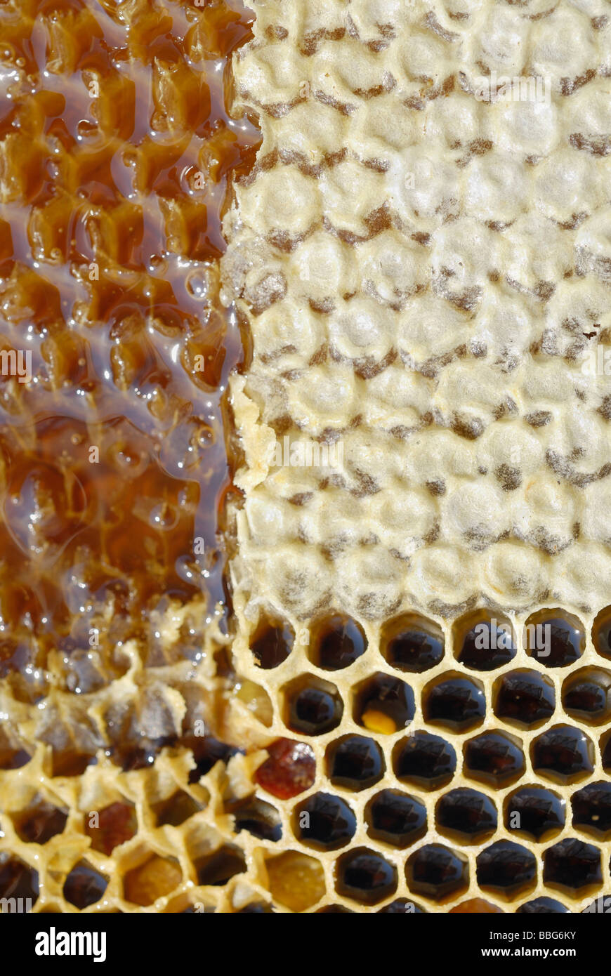 Honeycomb with partially open honey cells, pollen cells below Stock Photo