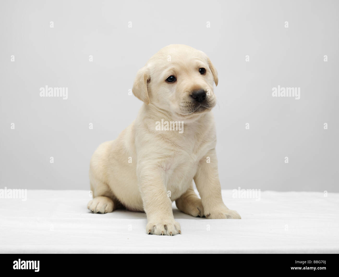 andrex puppy toy offer
