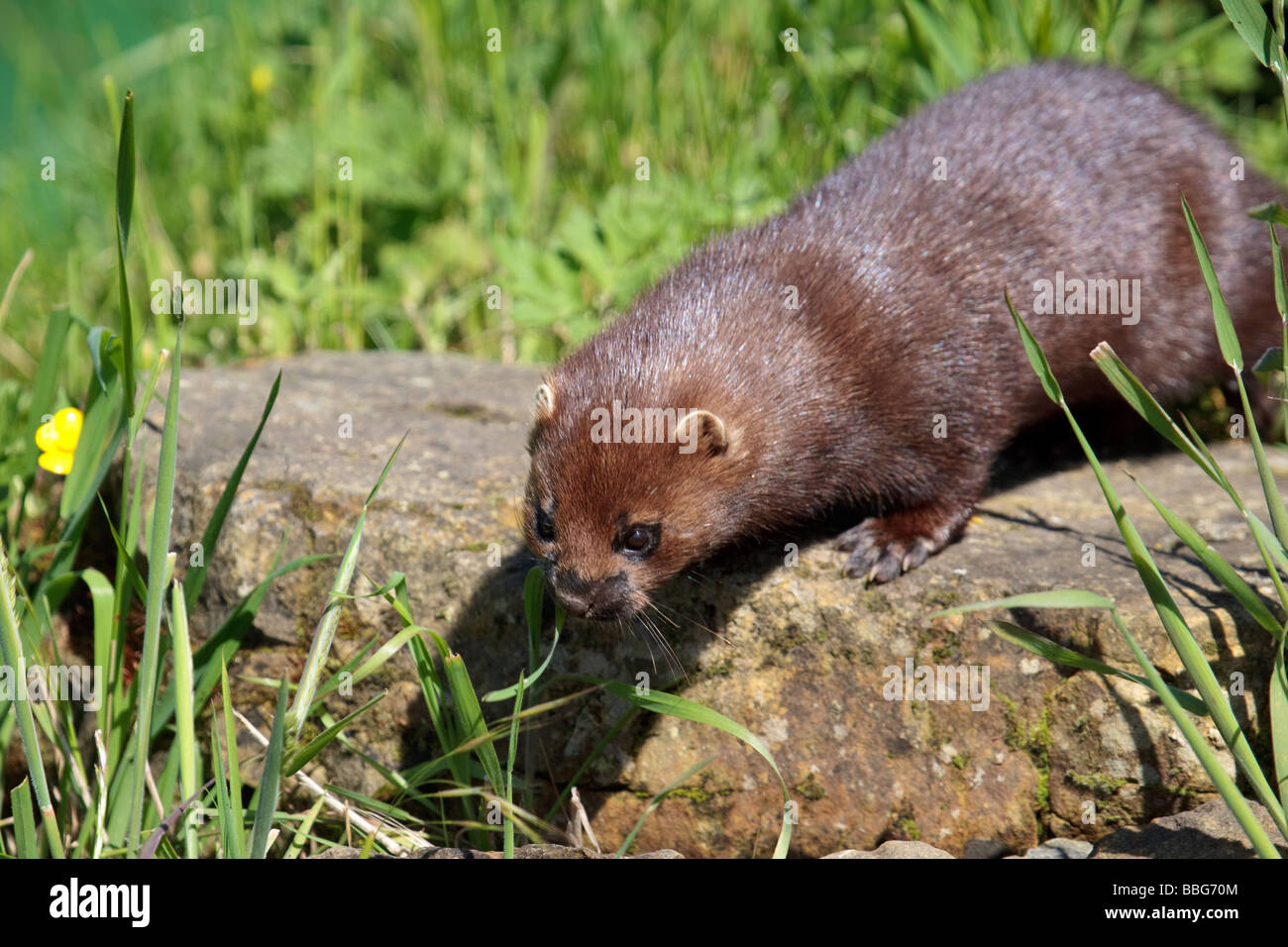 Wild Mink England Hi res Stock Photography And Images Alamy Wild Mink England Hi res Stock Photography And Images Alamy