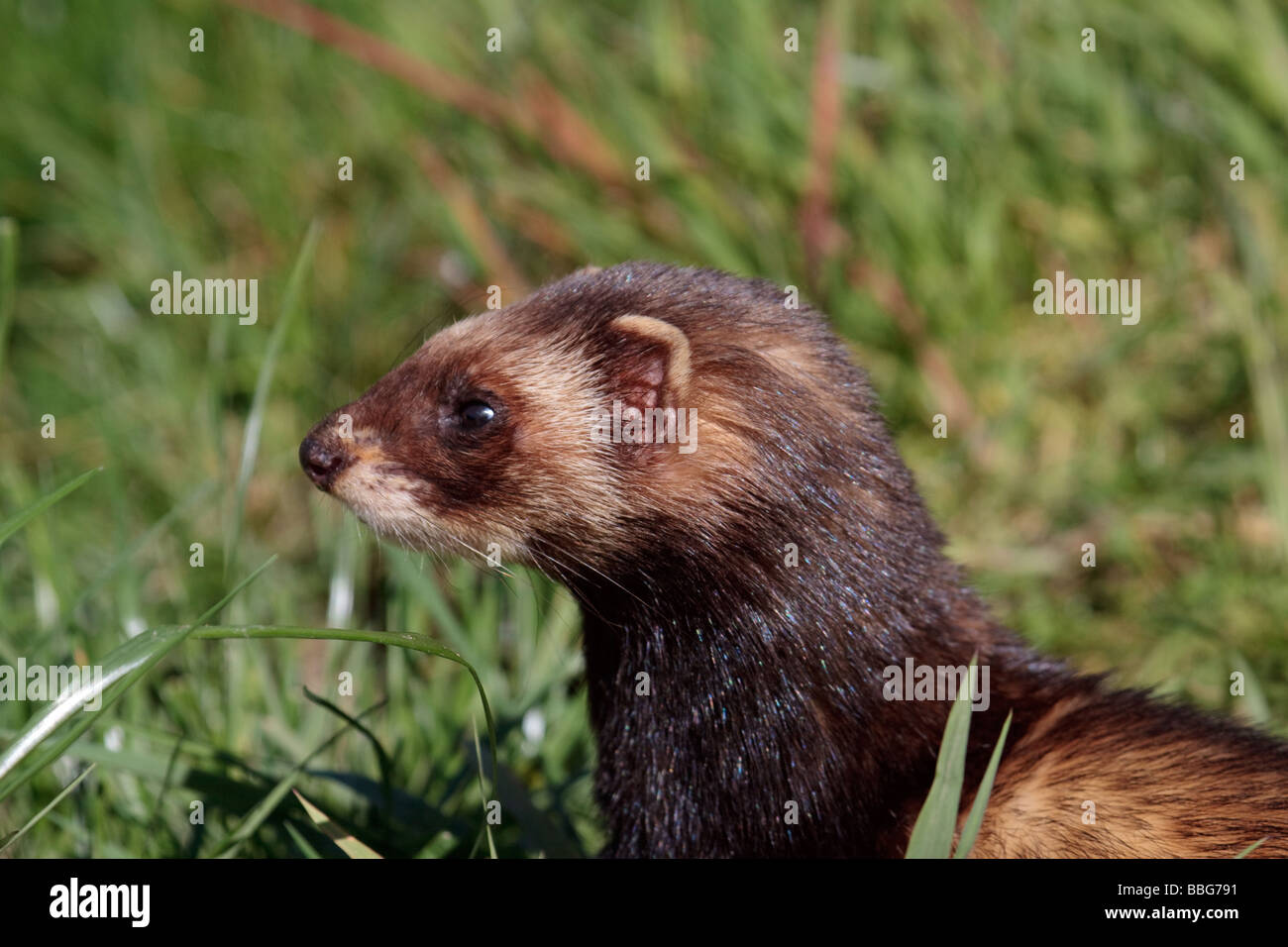 Polercat Polecat coloured hi-res stock photography and images - Alamy