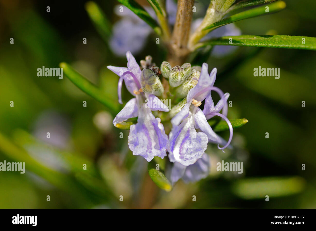 Flowering rosemary (Rosmarinus officinalis) Stock Photo