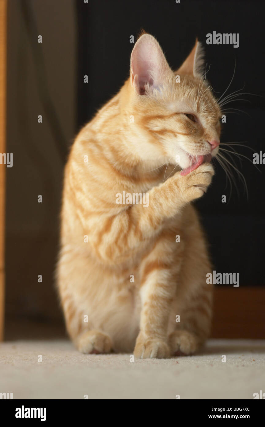 Ginger tabby cat cleaning licking paw grooming herself Stock Photo