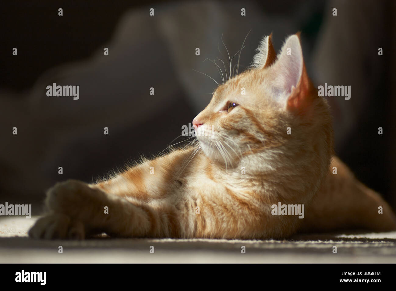 Tabby ginger pet cat sunbathing Stock Photo