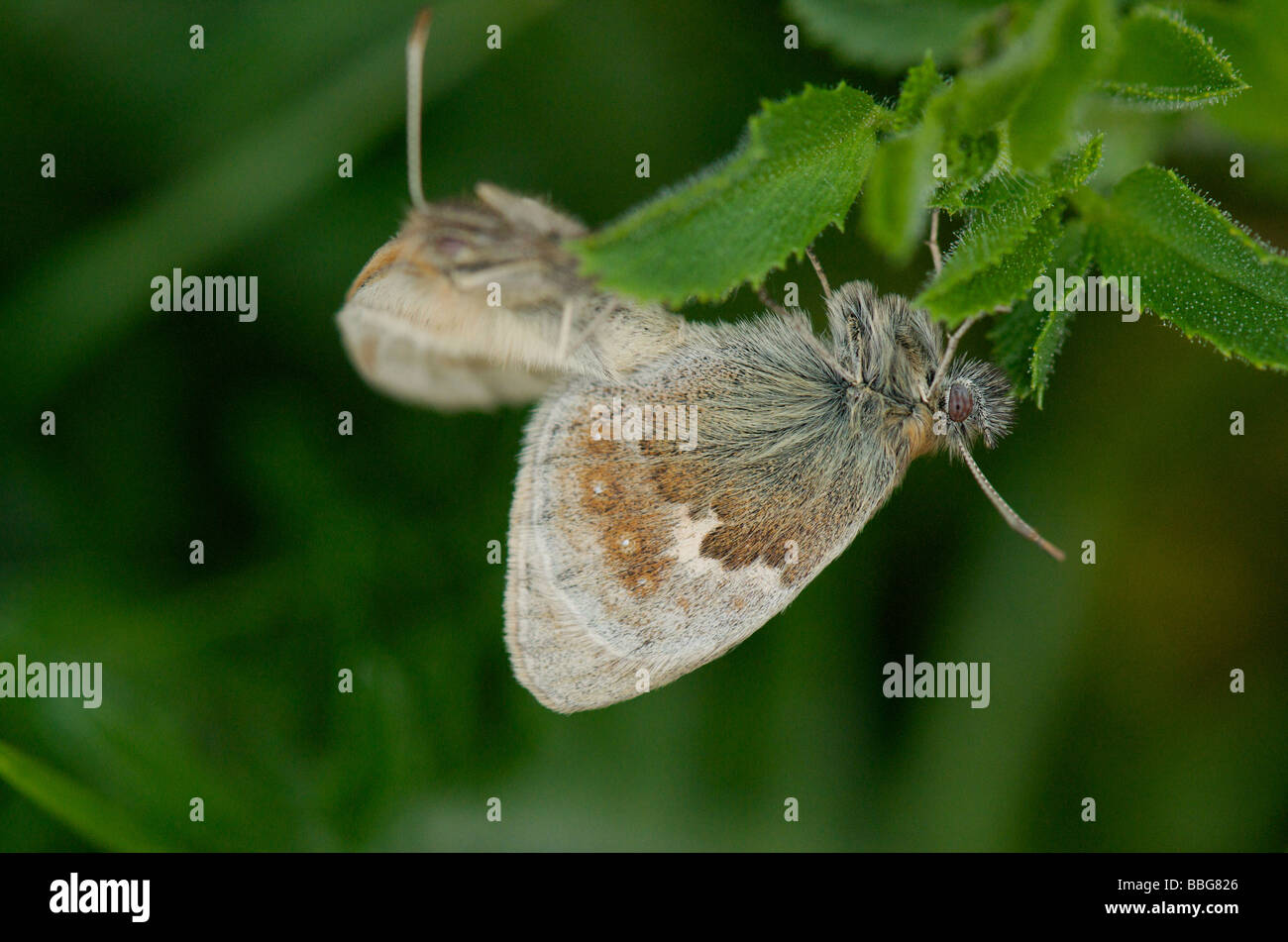 Small Heath mating butterflies Stock Photo