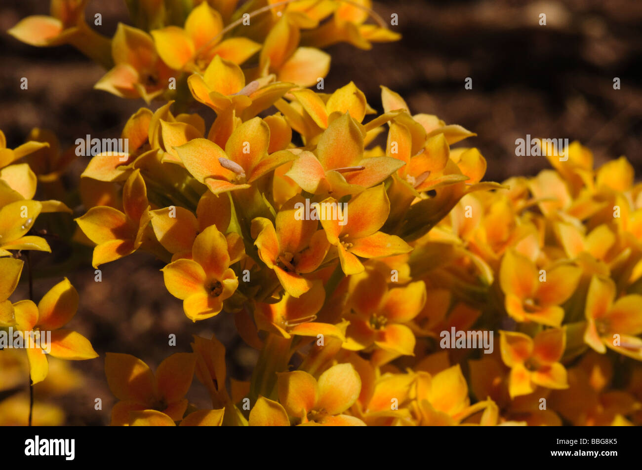 Many Kalanchoe blossfeldiana flowers Stock Photo Alamy