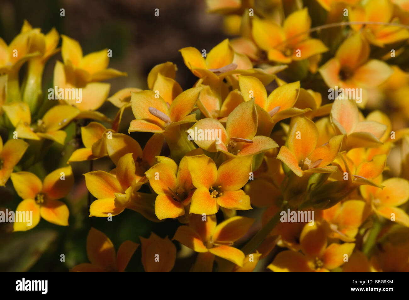 Many Kalanchoe blossfeldiana flowers Stock Photo Alamy