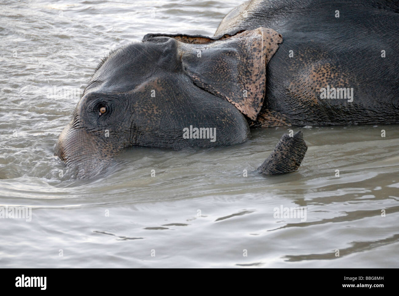 A working Indian Elephant (Elephas maximus indicus) enjoys a bath in a river after a hard days work Stock Photo