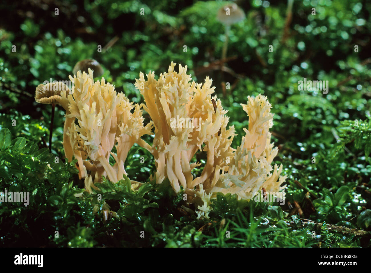 White coral fungus (Clavulina coralloides) Stock Photo