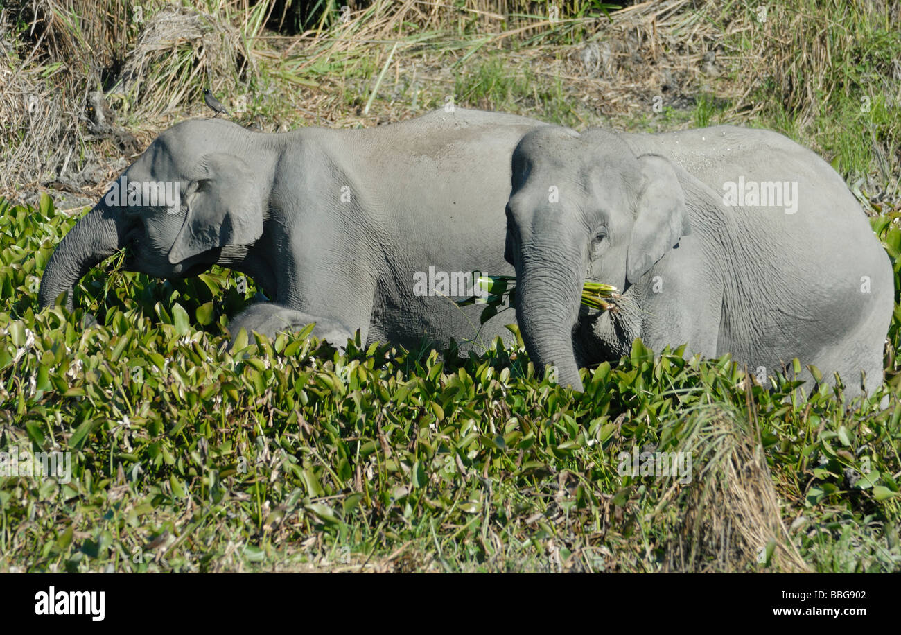 Female wild Indian Elephants (Elephas maximus indicus) eating water plants at the margins of a lake. Stock Photo