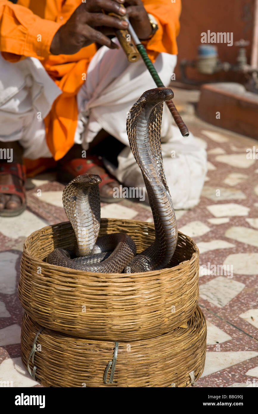 Snake charmer with 2 Indian cobras (Naja naja) dancing to music. Jaipur India Stock Photo