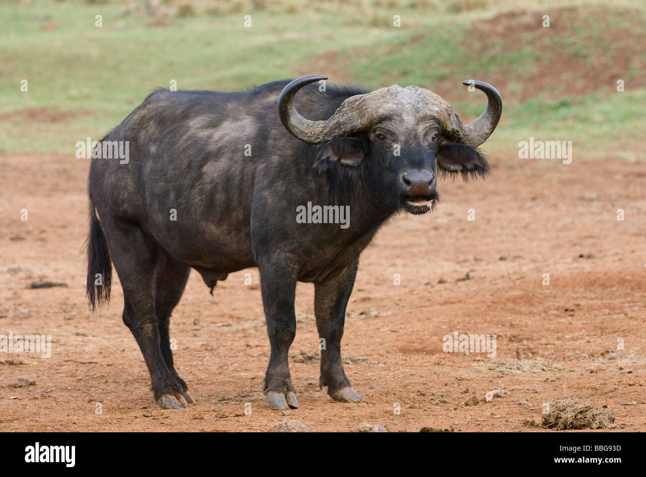 African buffalo Syncerus caffer THE ARK ABERDARE NATIONAL PARK KENYA East Africa Stock Photo