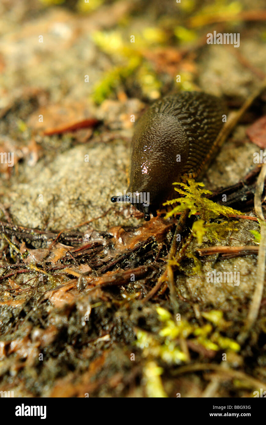 Slug eating leaves hires stock photography and images Alamy