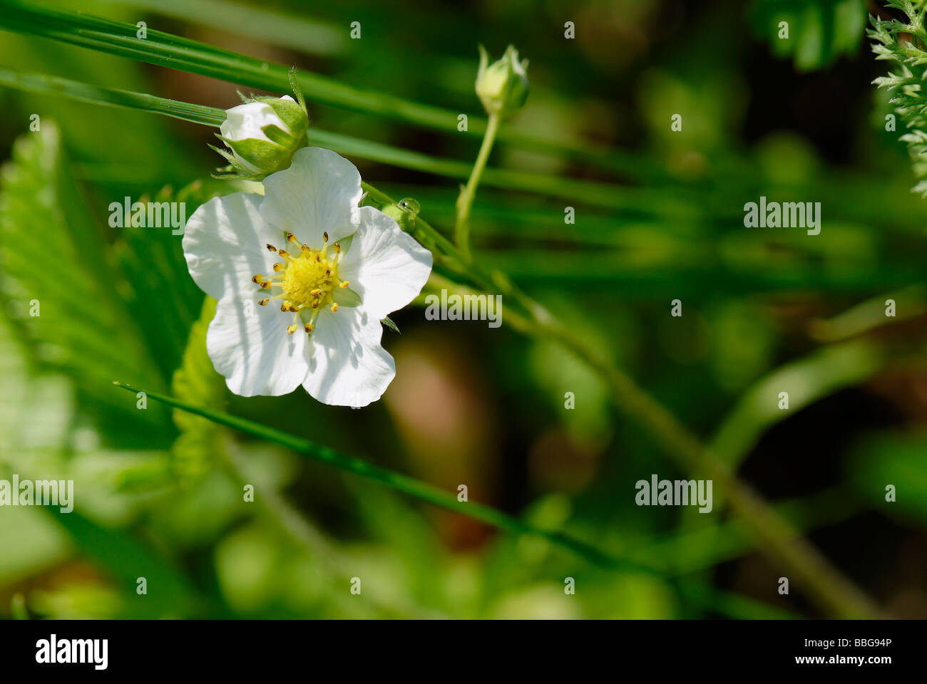 Flower of wild strawberry Stock Photo - Alamy