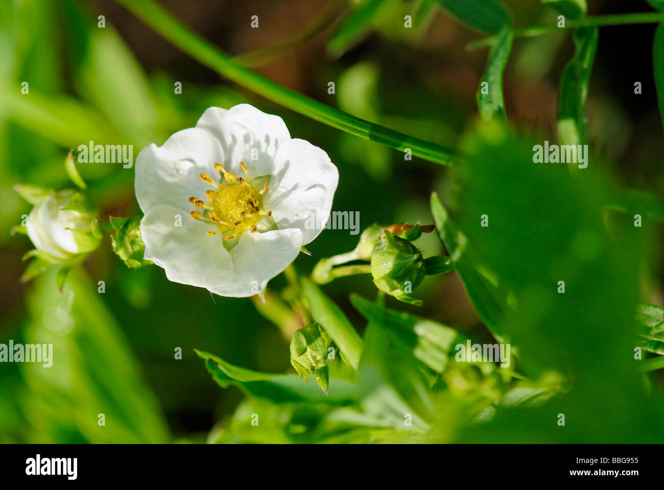 Flower of wild strawberry Stock Photo - Alamy