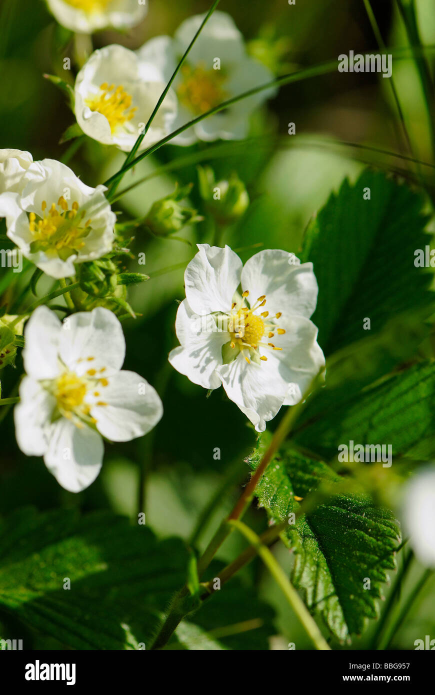 Flowers of wild strawberry Stock Photo - Alamy
